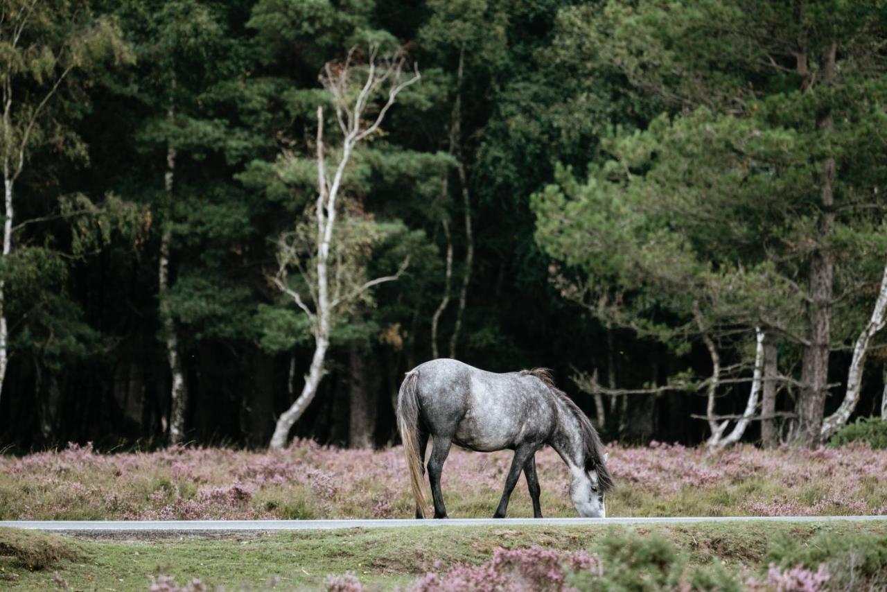New Forest Lodge Landford Екстер'єр фото