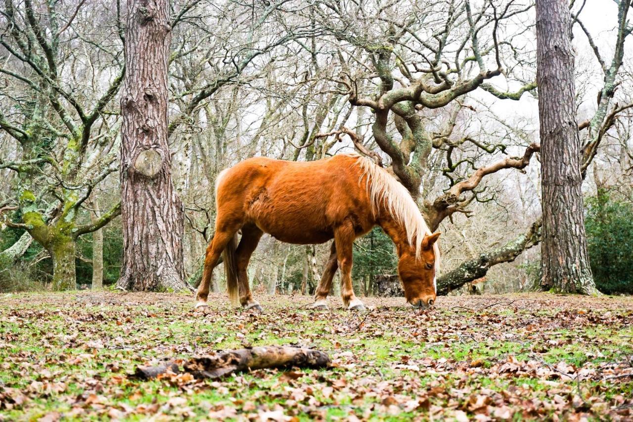 New Forest Lodge Landford Екстер'єр фото